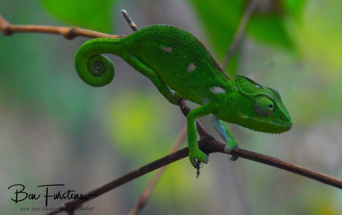 Chameleon 