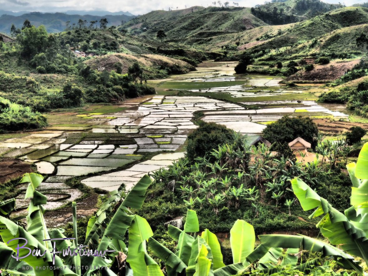 Lush rice fields and banana plantation 