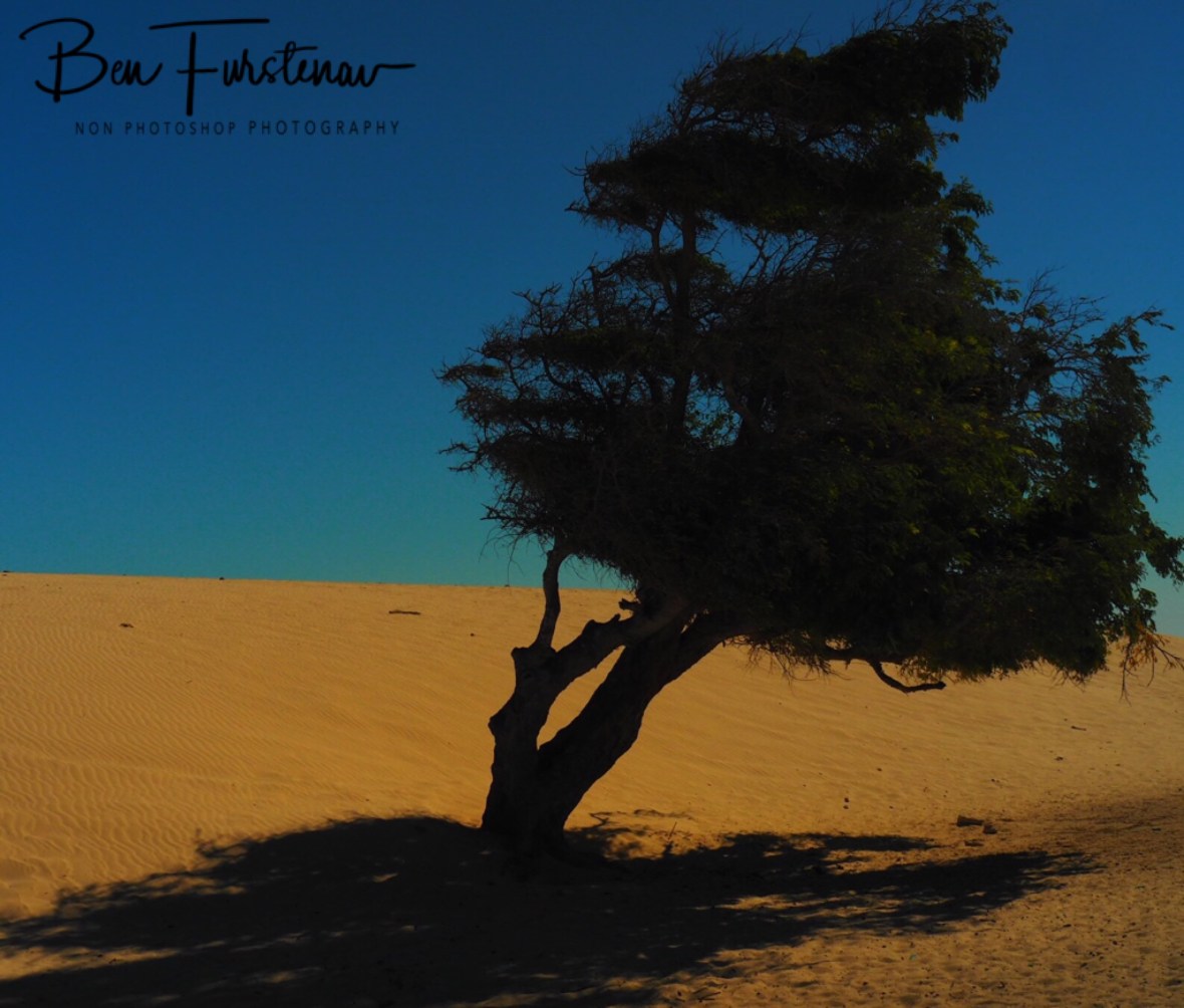 Little shade in sandy desert