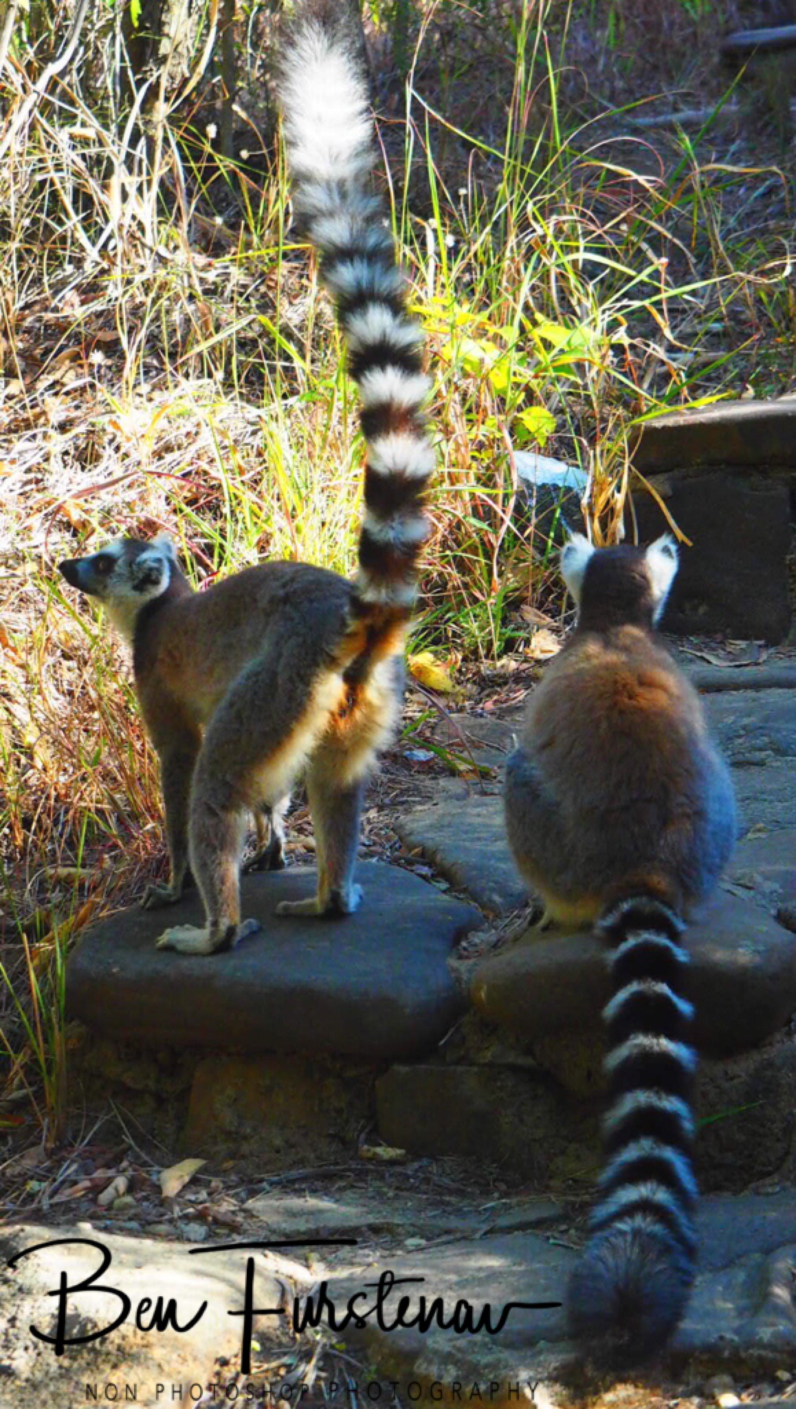 Ringtail Lemurs 