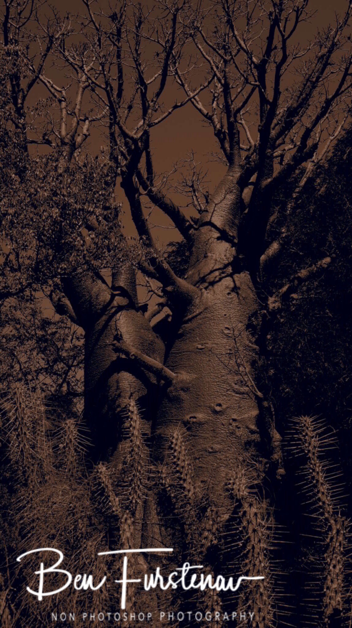 Baobab tree In spiky environment 