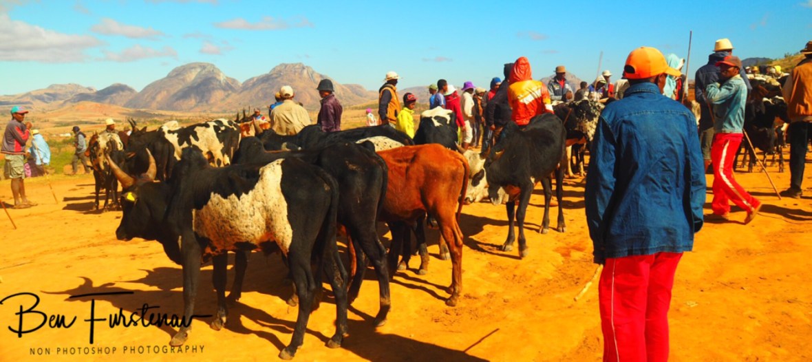 Largest Zebu market of Madagascar 