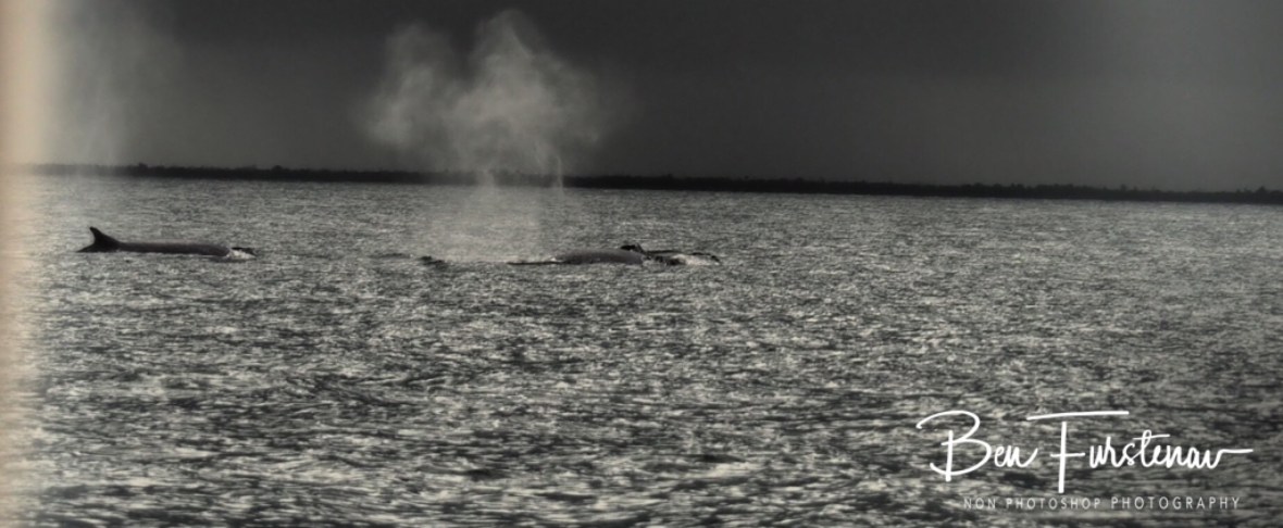 Whales, always an amazing sight