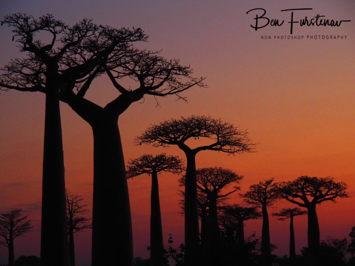Baobab Alley Madagascar