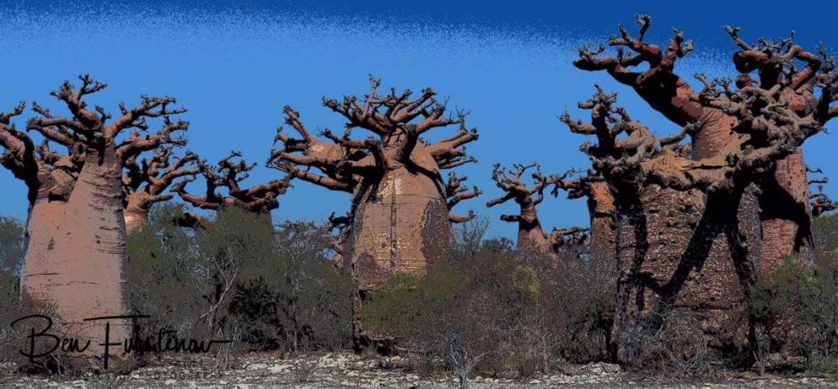 Stumpy Baobab trees