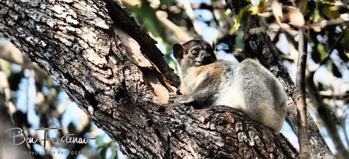 Nocturnal Lemur escaping hot borrow