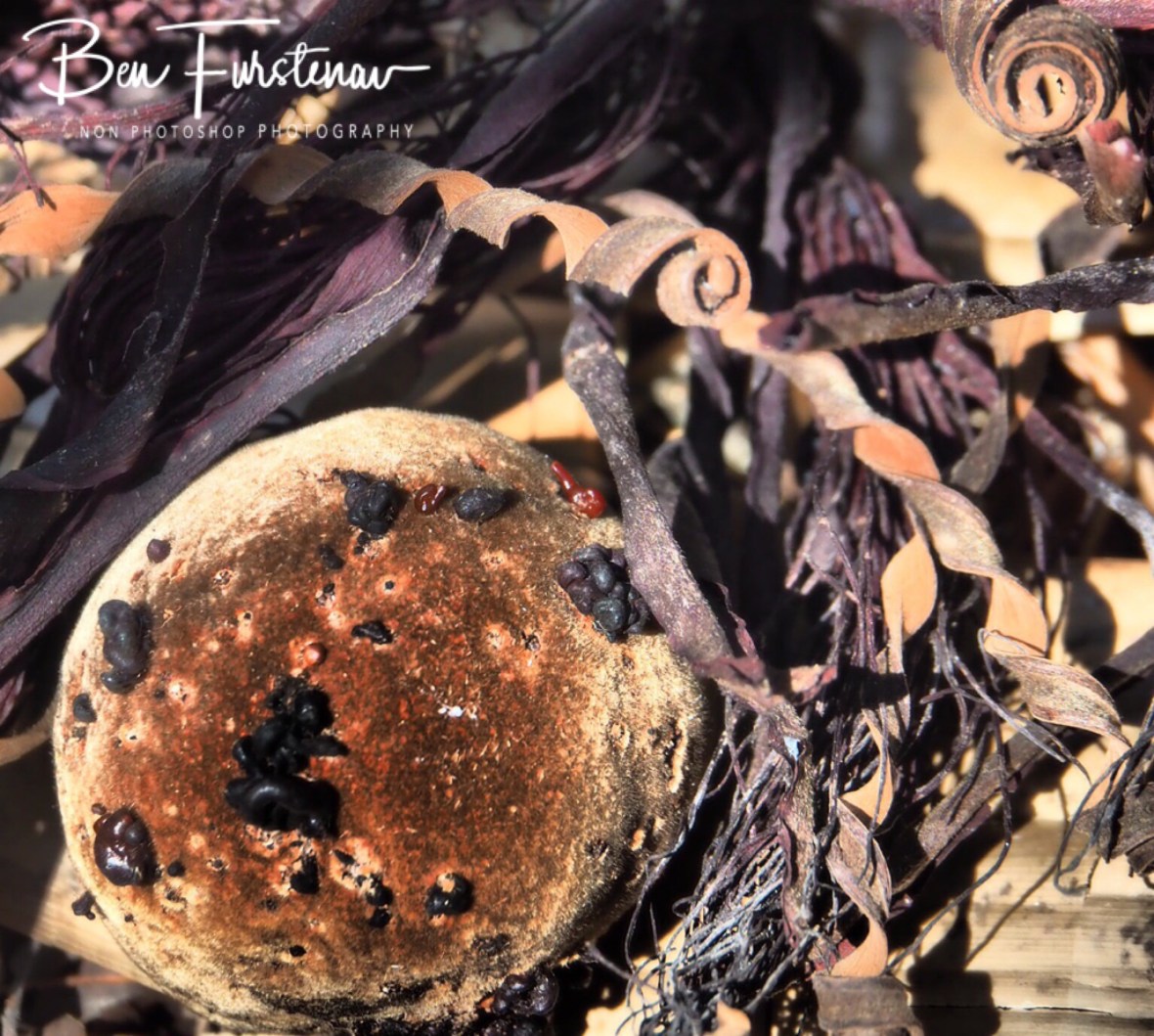Baobab fruit and flowers, sun dried