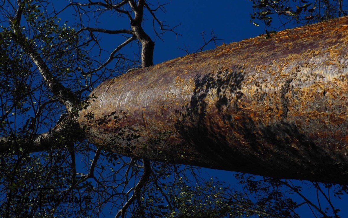 Sun reflecting baobab tree under blue skies