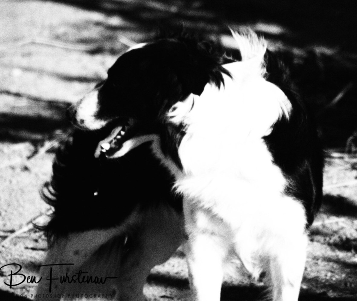 Border Collie Foerie