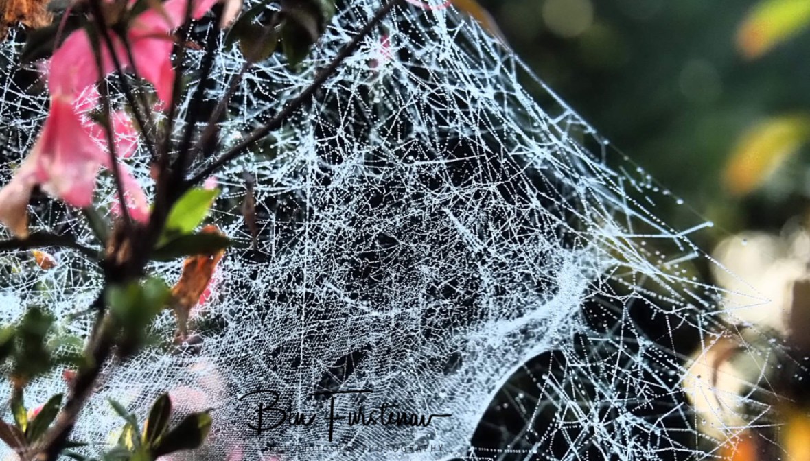 mist covered spiderwebs