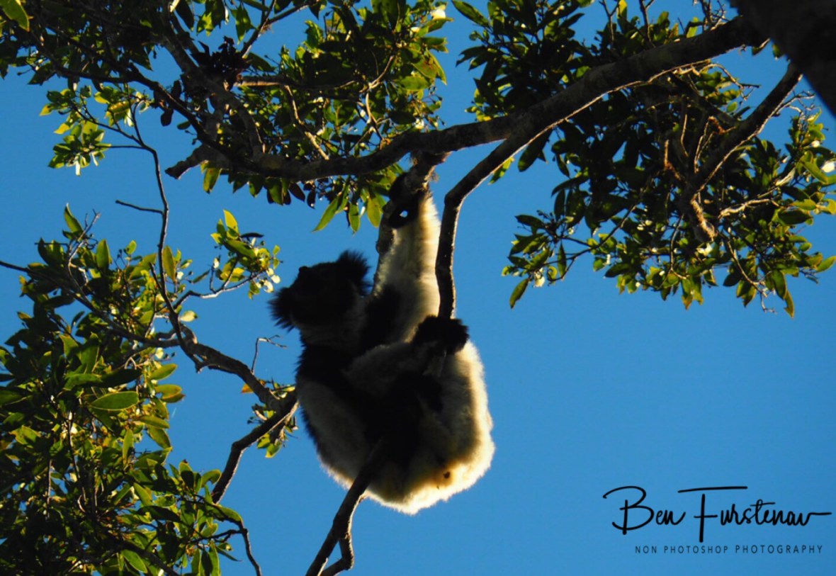 Indri High in Tree tops