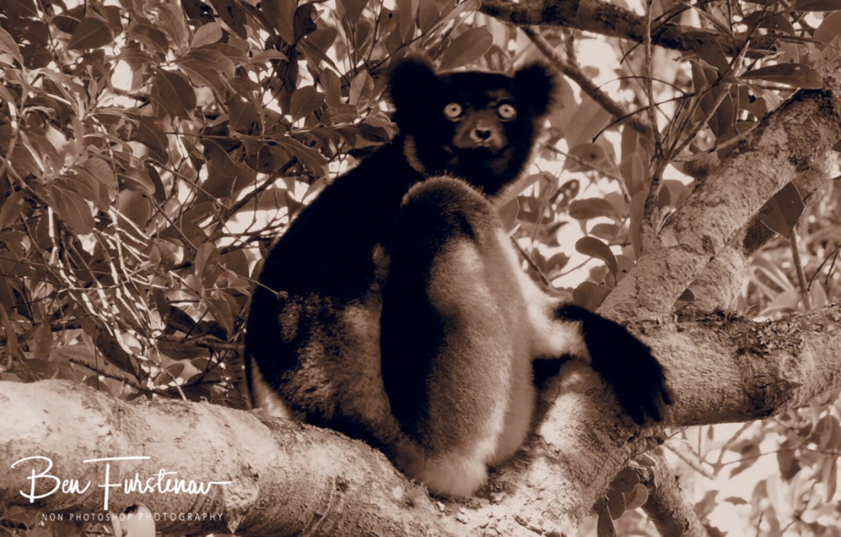 Indri, keeping a close eye out
