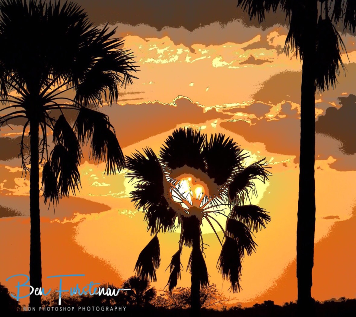 Palm tree sunset