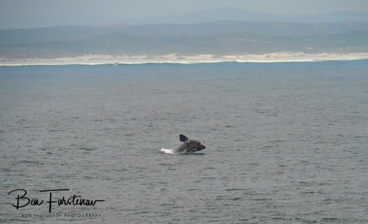Whale watching at Hermanus
