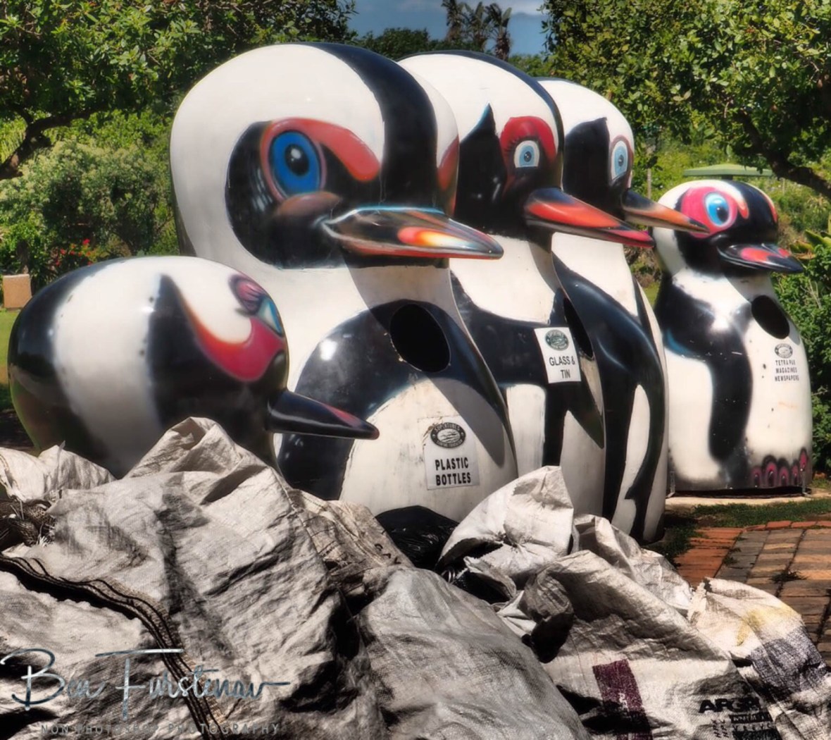 Penguins in Jervis Bay
