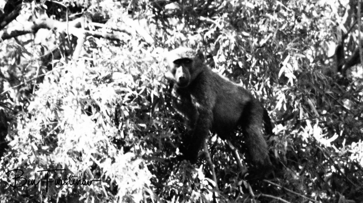 Baboon Alarm Post, Oranje River 