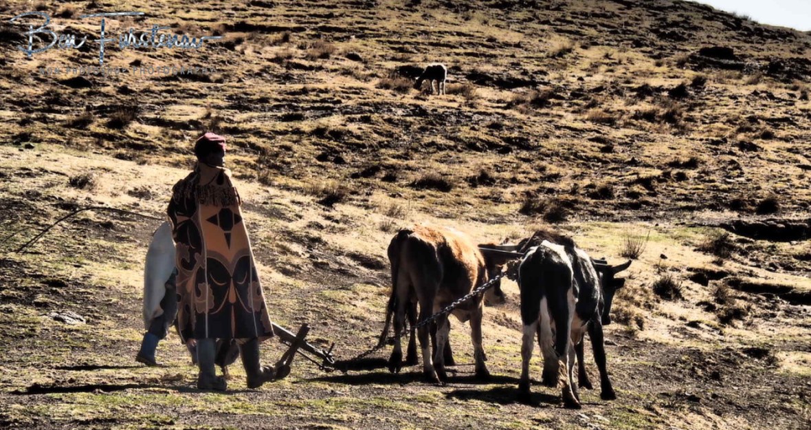 Agriculture in Lesotho