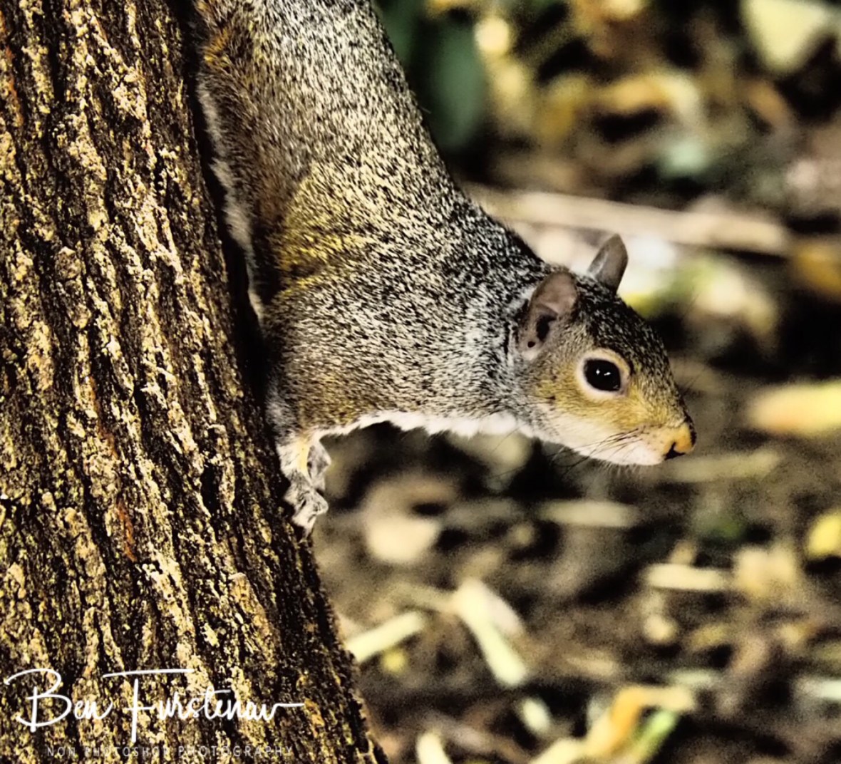 Squirrel in the park, Cape Town