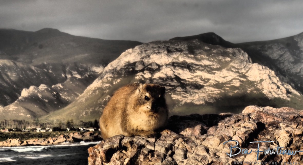 A rock hyrax enjoys the view at Hermanus
