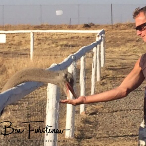 Hand feeding ostrich