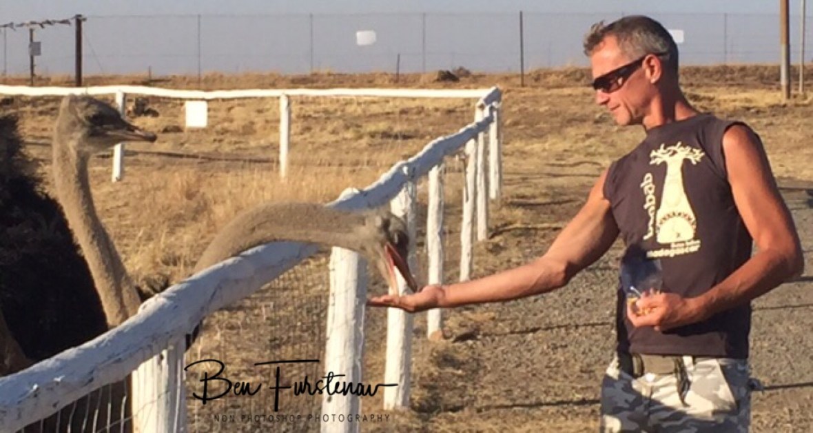 Hand feeding ostrich