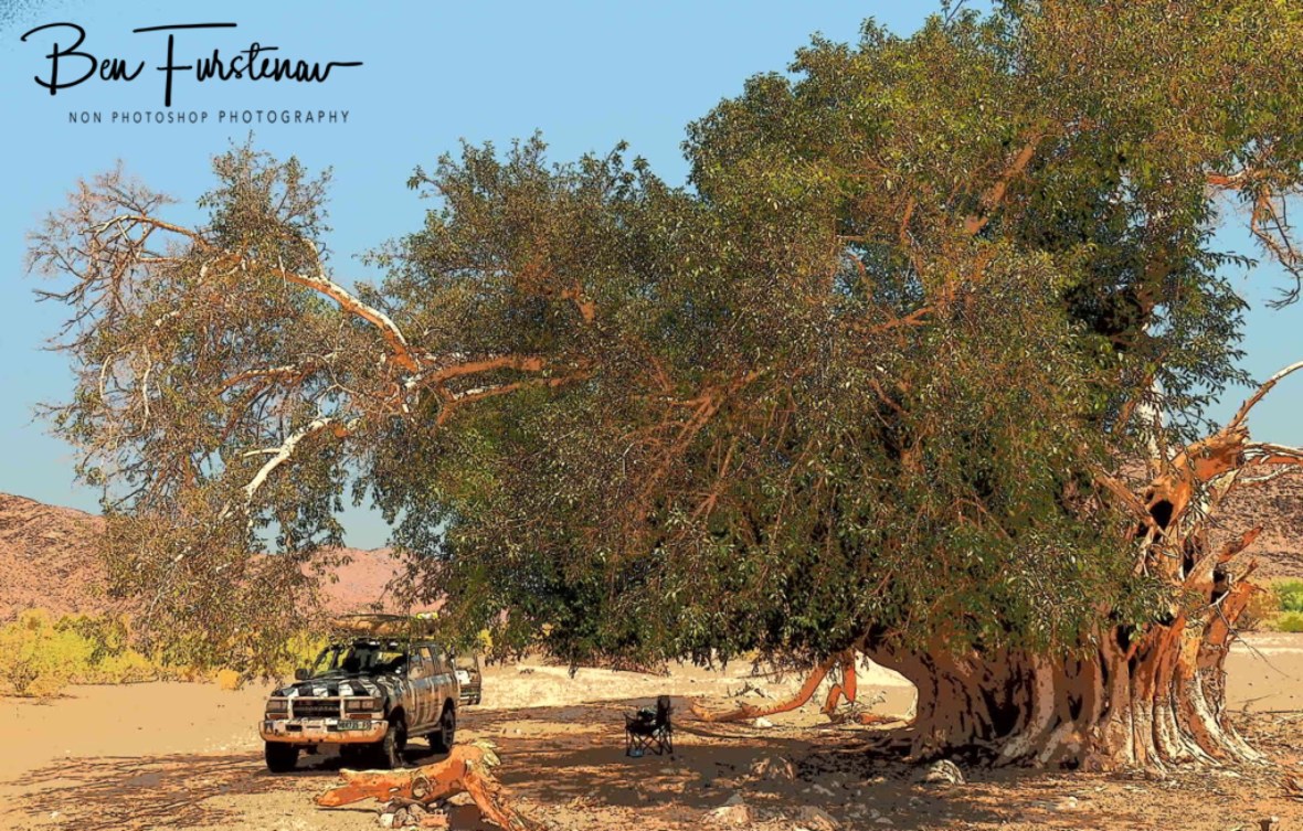 Welcoming shade under a fig tree, Oranje River 