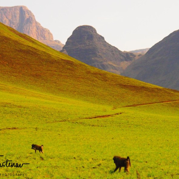 Baboons in alpine meadows