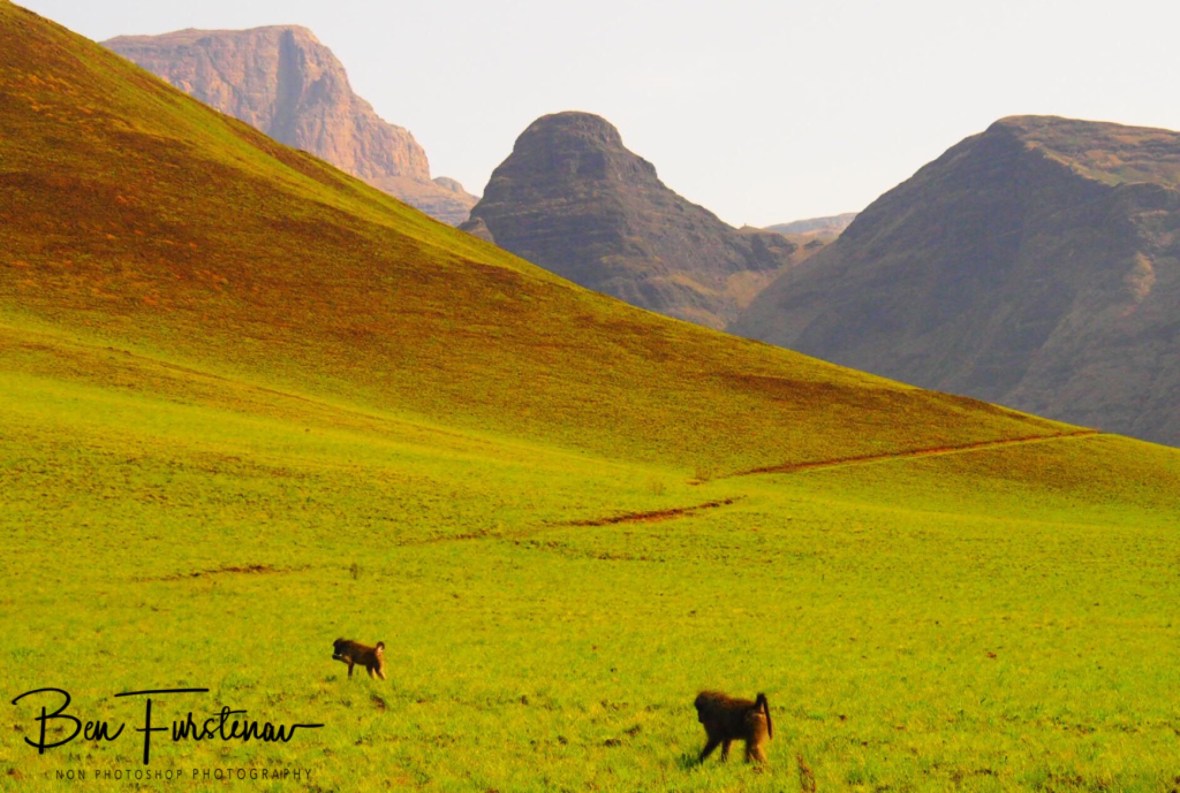Baboons in alpine meadows