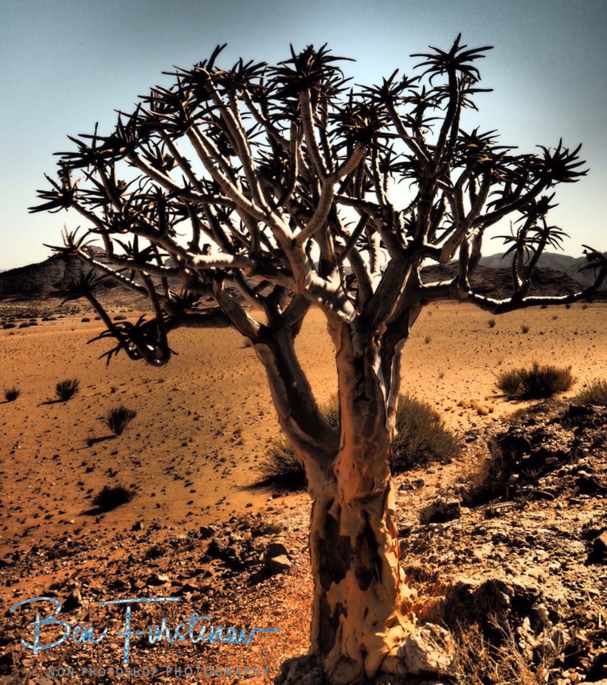Seldom Quiver Tree, Oranje River 