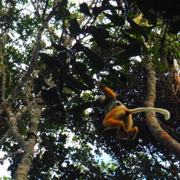 Lemur leaping between trees