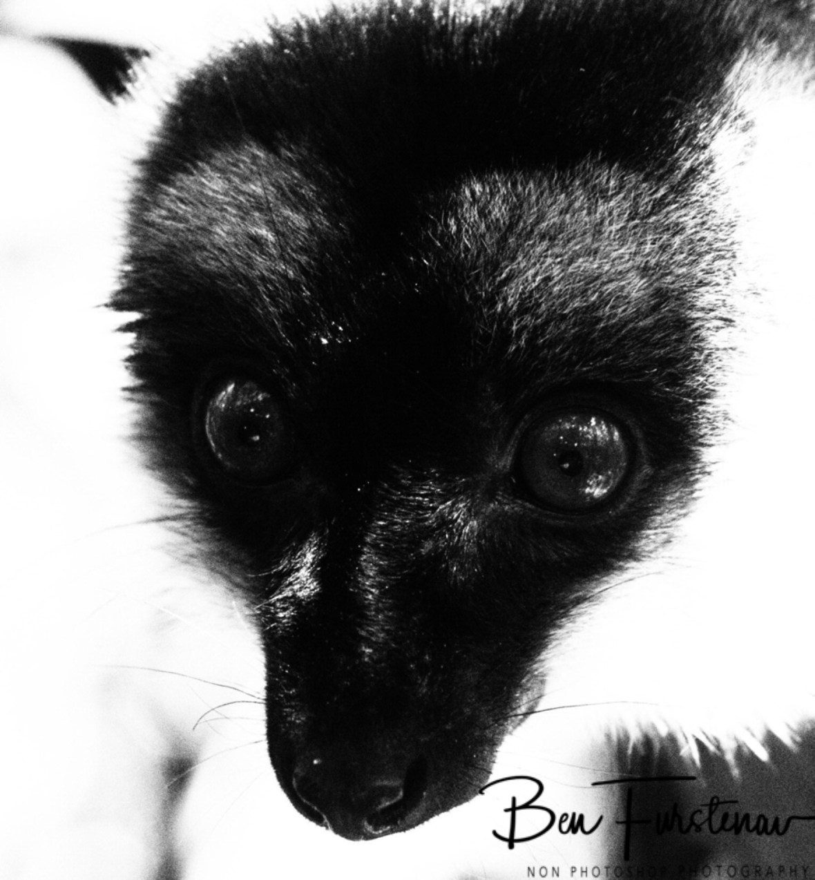 Common Brown Lemur in black and white