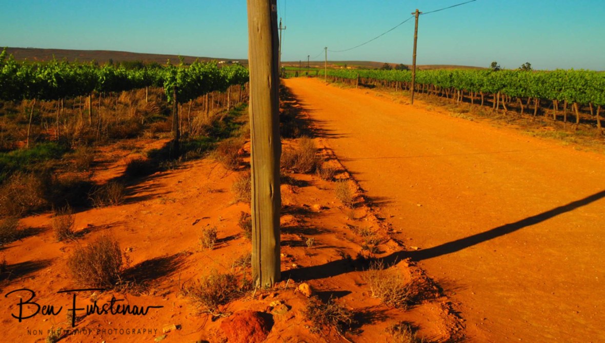 Vineyards on red sand, Vredenburg