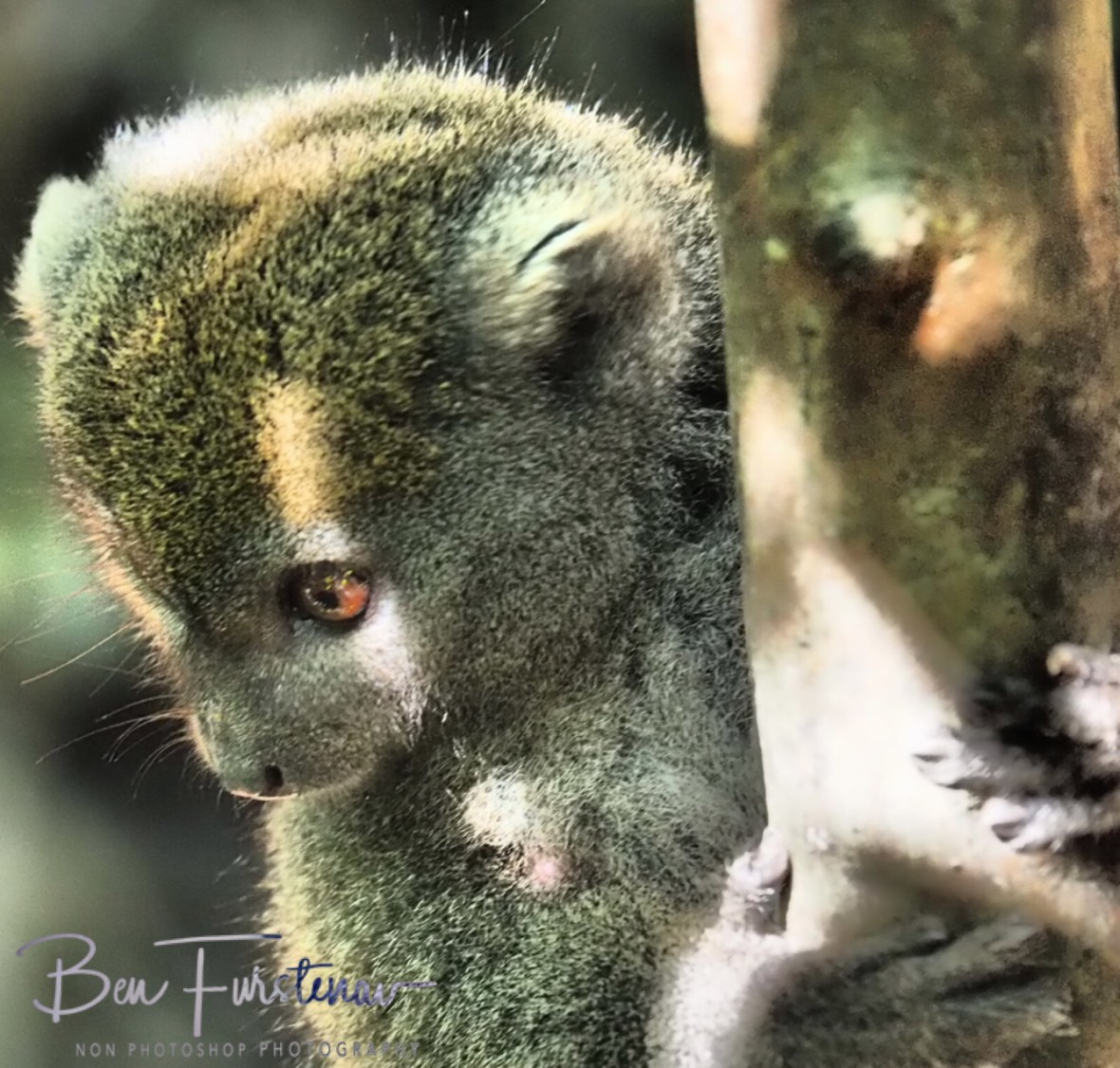 Bamboo Lemurs know what they want