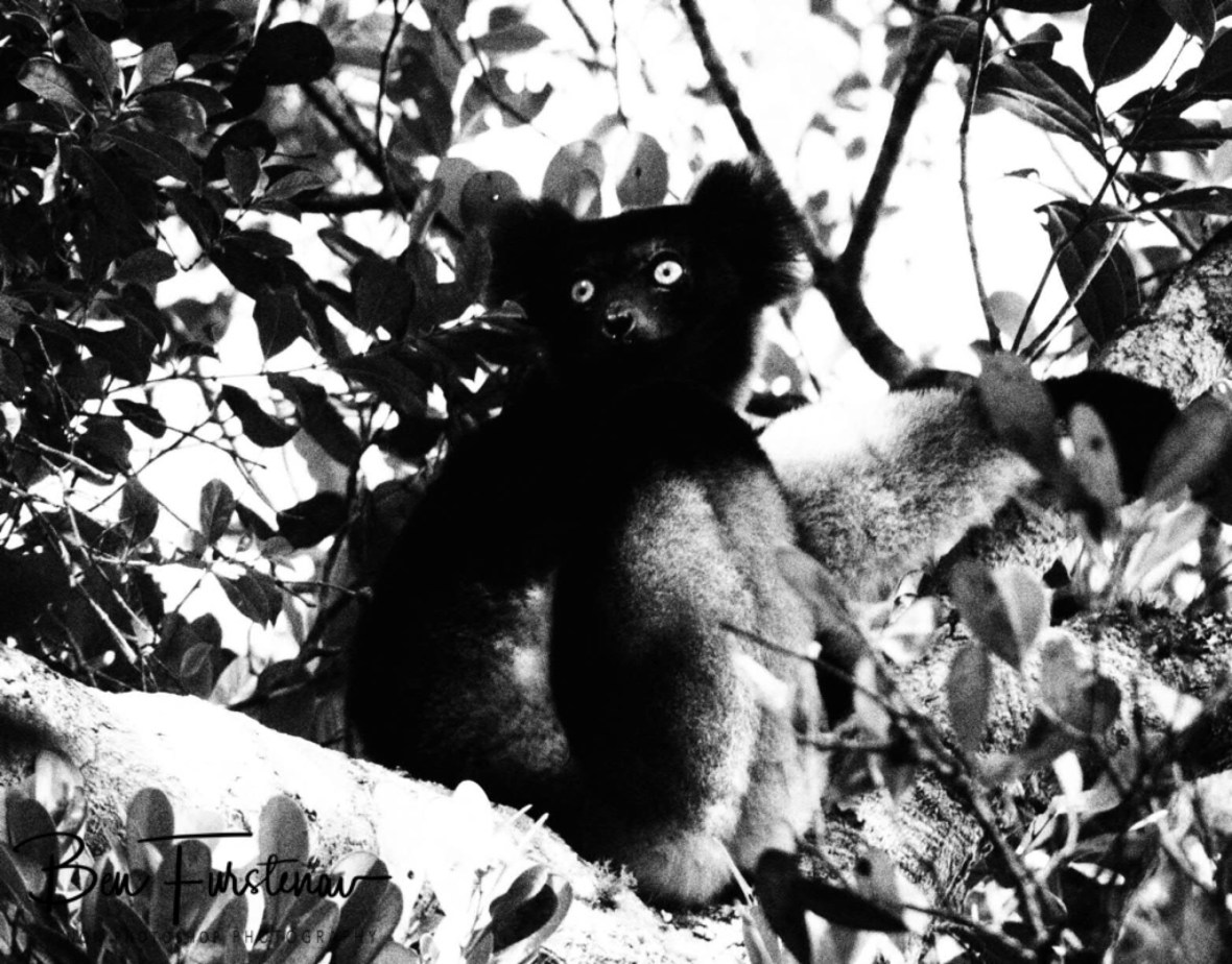 Indri, Black and white