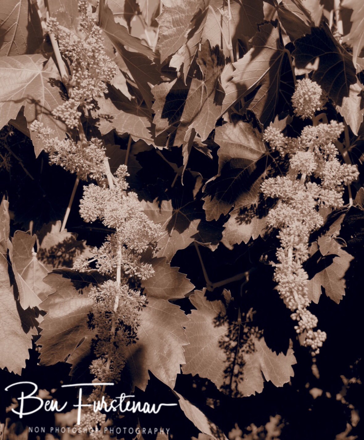Vineyards along the Ollifant River