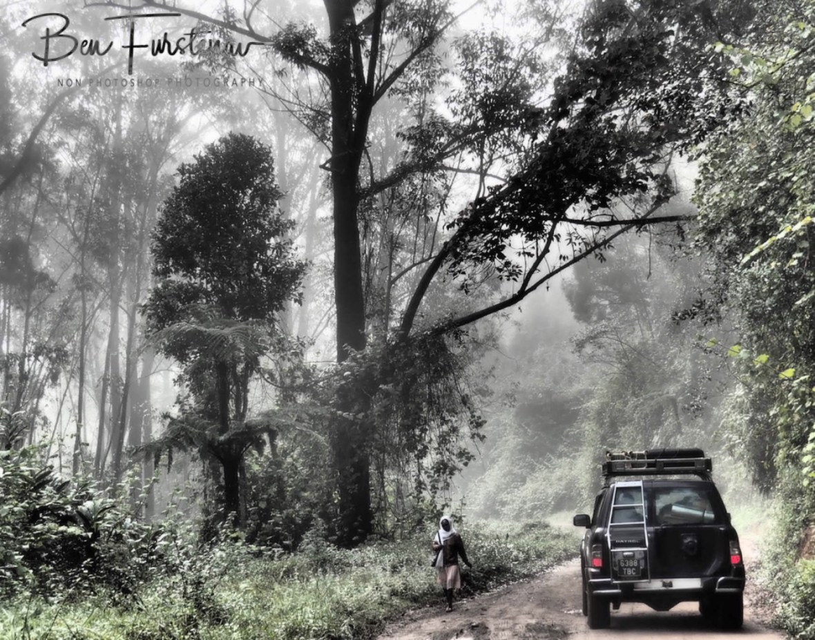 Foggy Rainforrest, Our Kat Kat