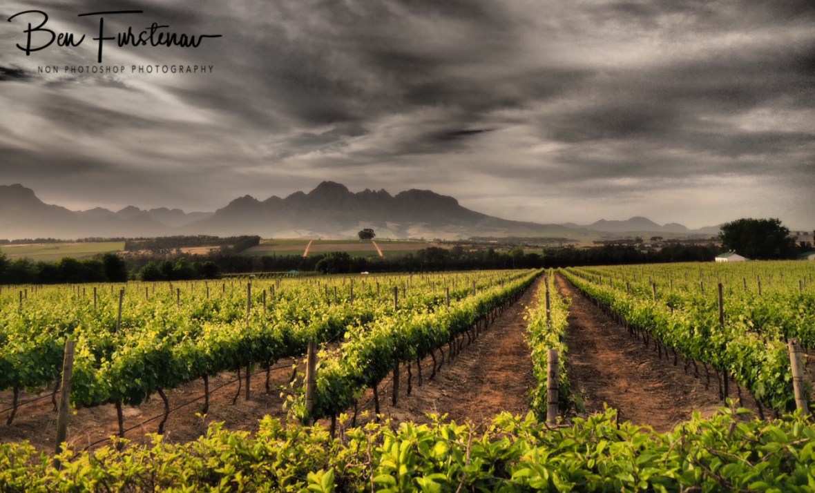 Wine fields along the mountains, Stellenbosch