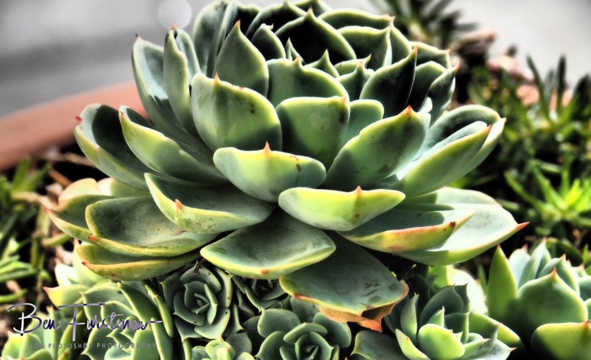Succulents in hotel garden
