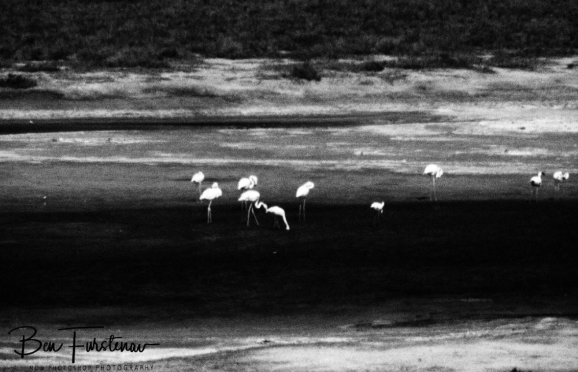 Flamingo lake, Namaqua National Park