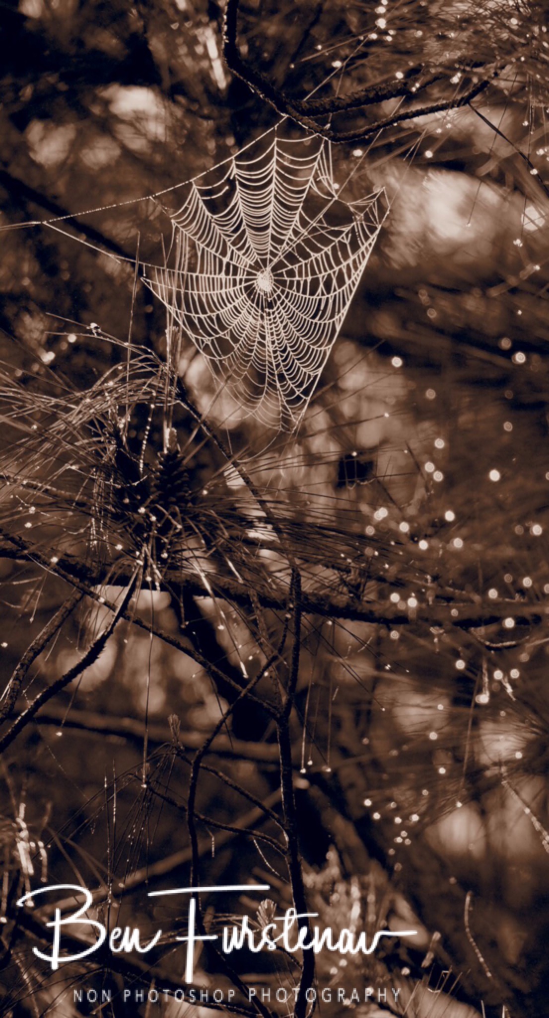 Misty Spiderwebs