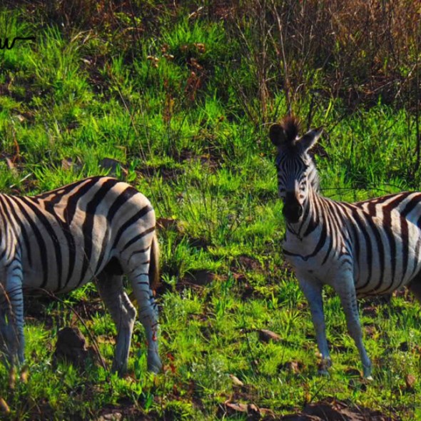 A herd of zebras