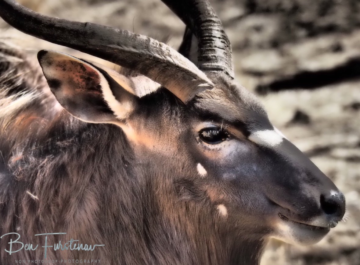 Kudu close up