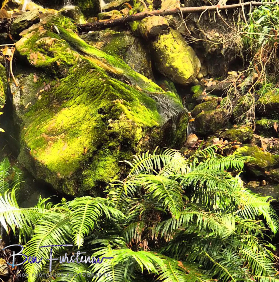 Colourful mossy display, Table Mountain 