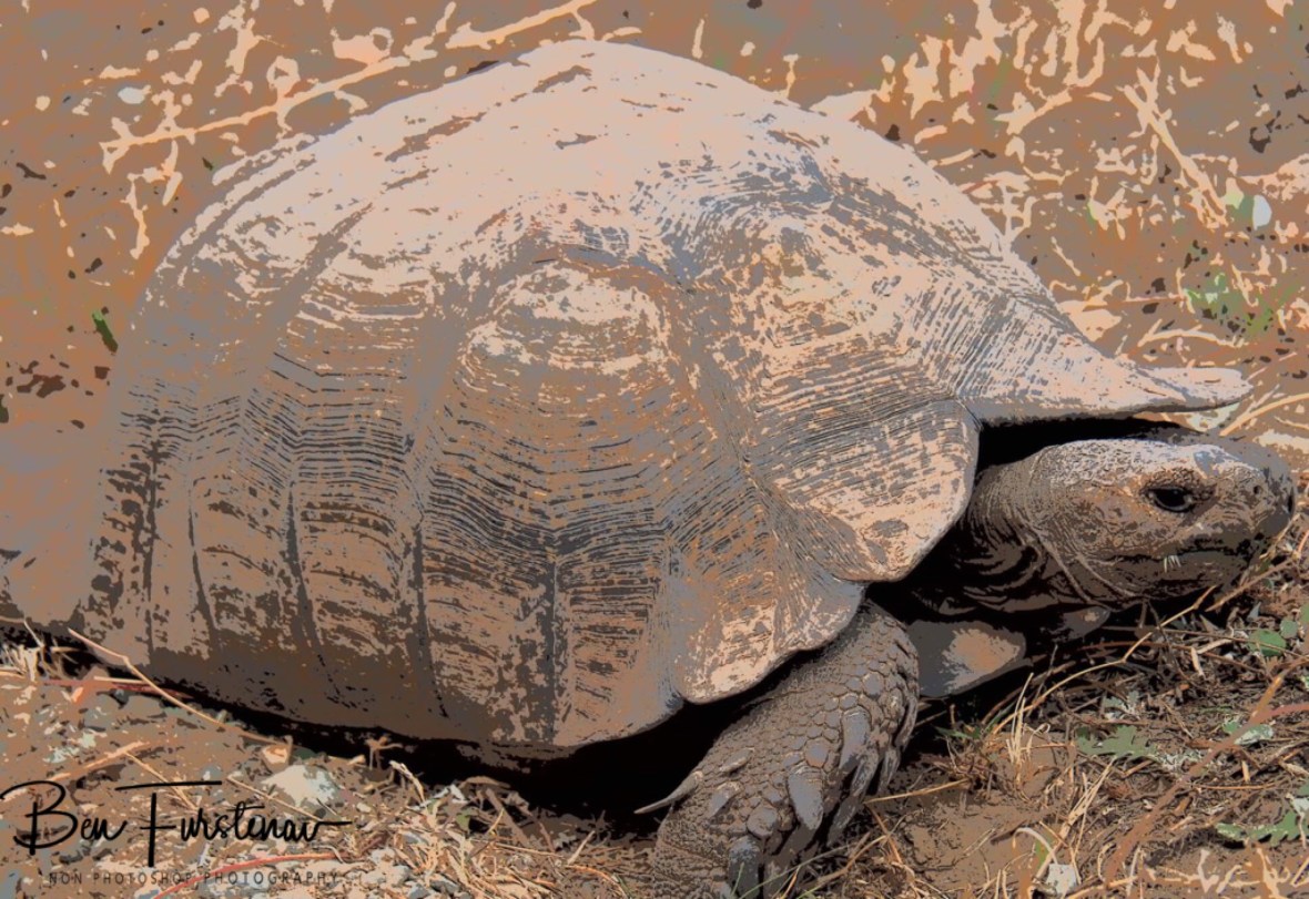 Tortoise at Baaviankloof 