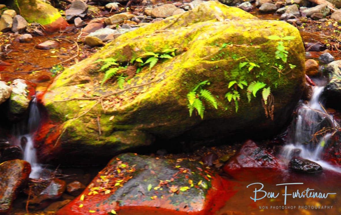 Mossy rocks alongside a creek 