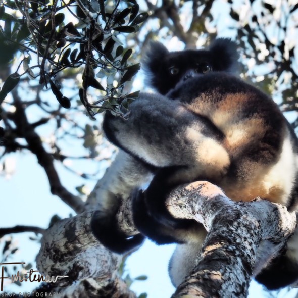 Indri, a watchful eye