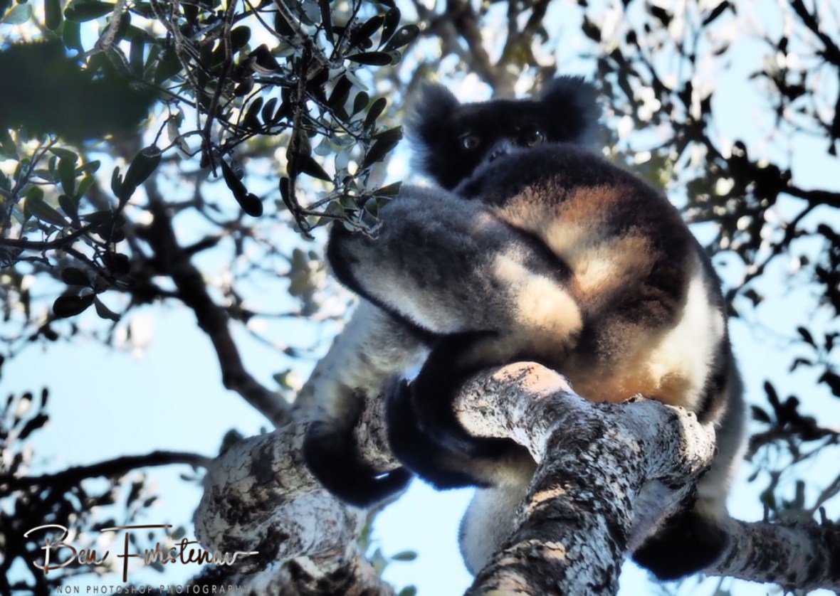 Indri, a watchful eye