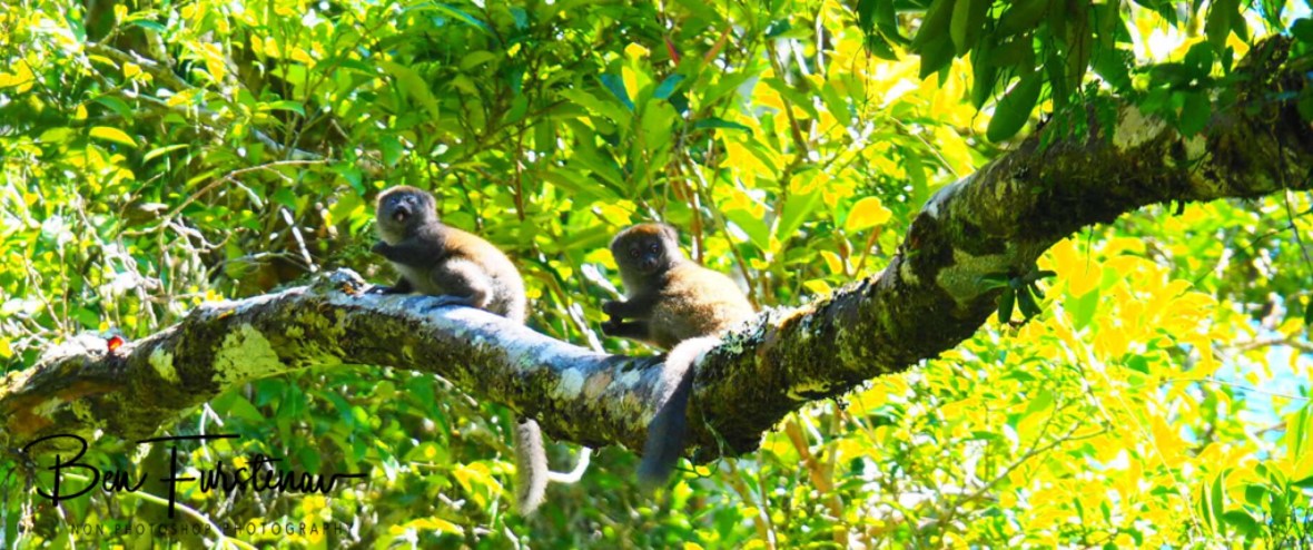 Bamboo Lemurs