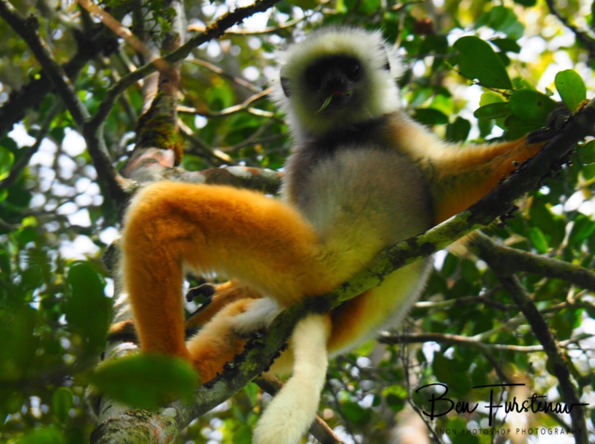 Golden Sifaka, comfy as can be