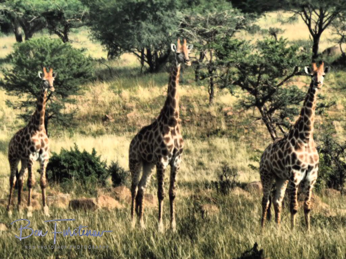 Giraffes keeping an eye out for Rommel, Dundee 